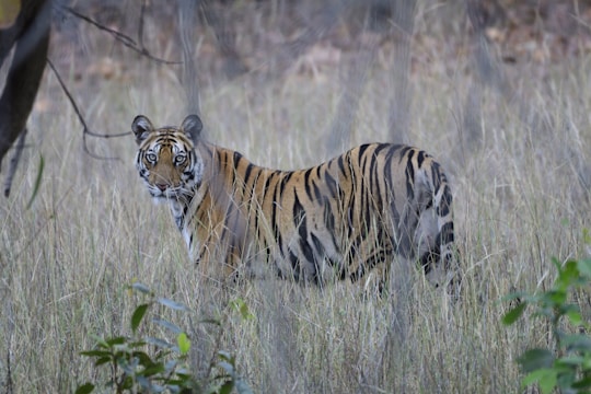 A tiger is standing in a natural habitat composed of tall grasses and sparse trees, peering directly at the camera with a focused and alert expression. The animal's classic orange coat with black stripes is in contrast with the muted colors of the surroundings.