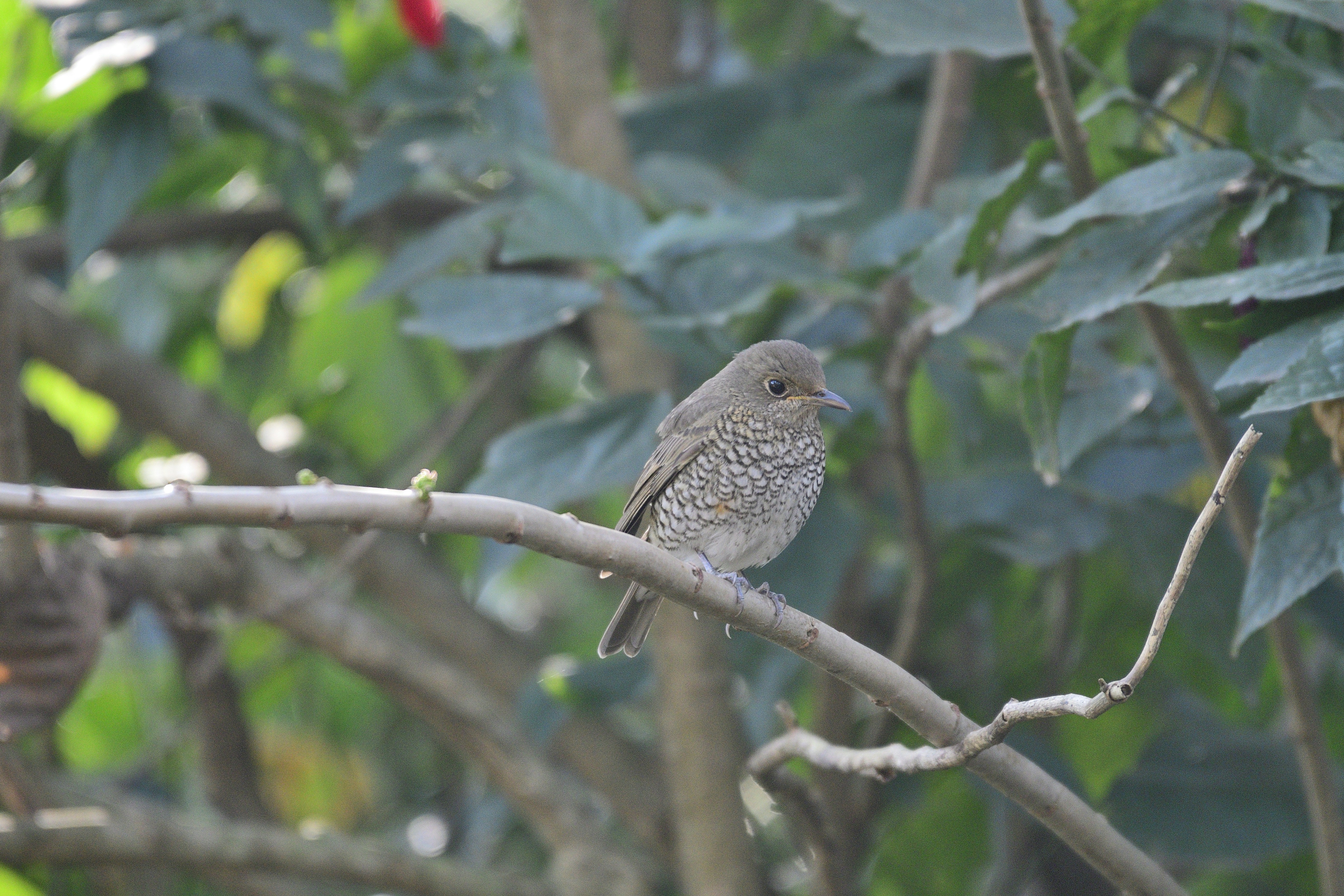 gray and black bird on tree branch during daytime