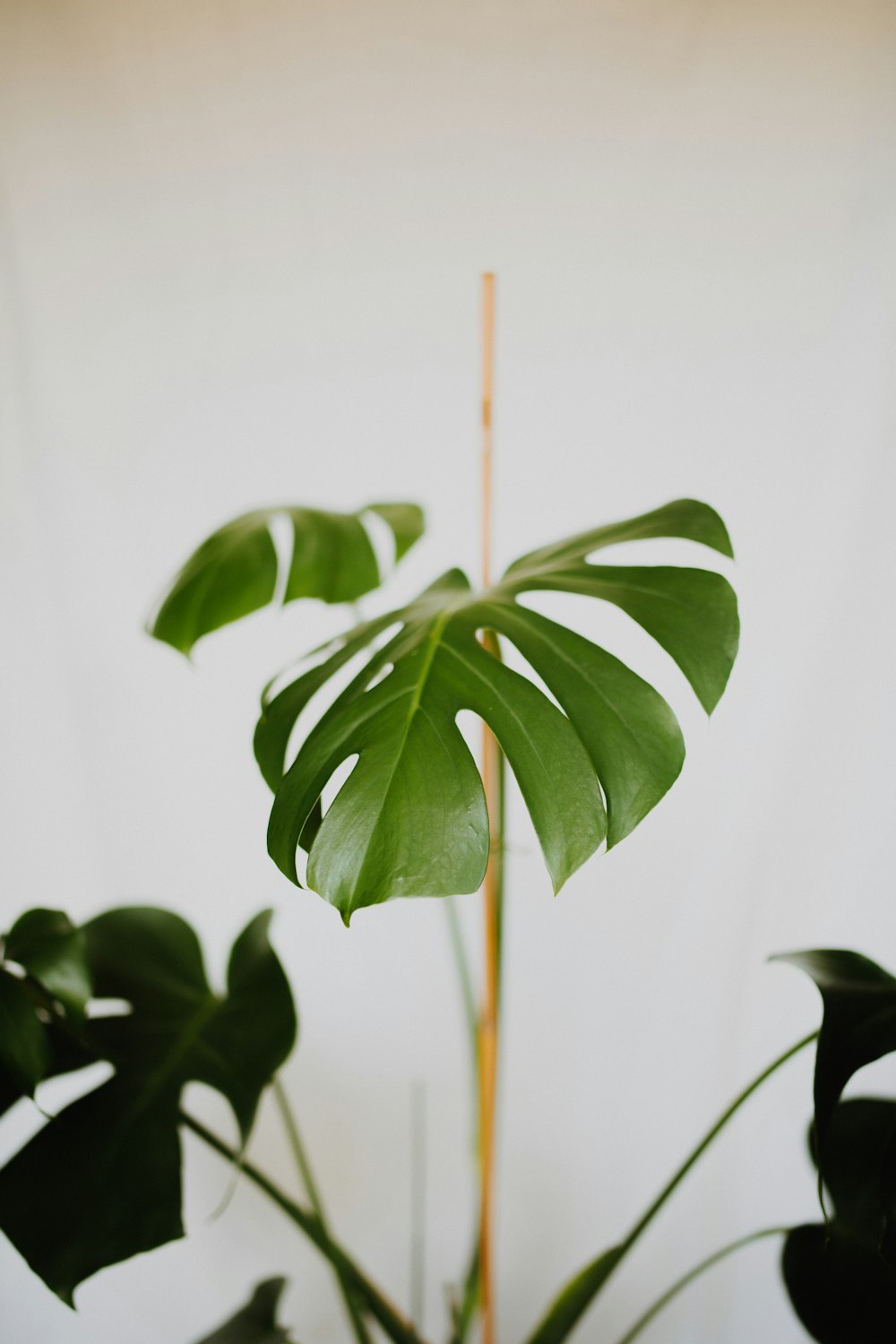 green leaves in white background