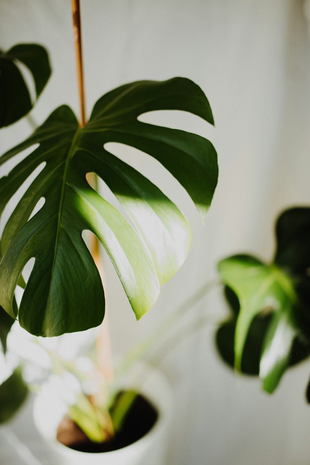 green leaves in tilt shift lens