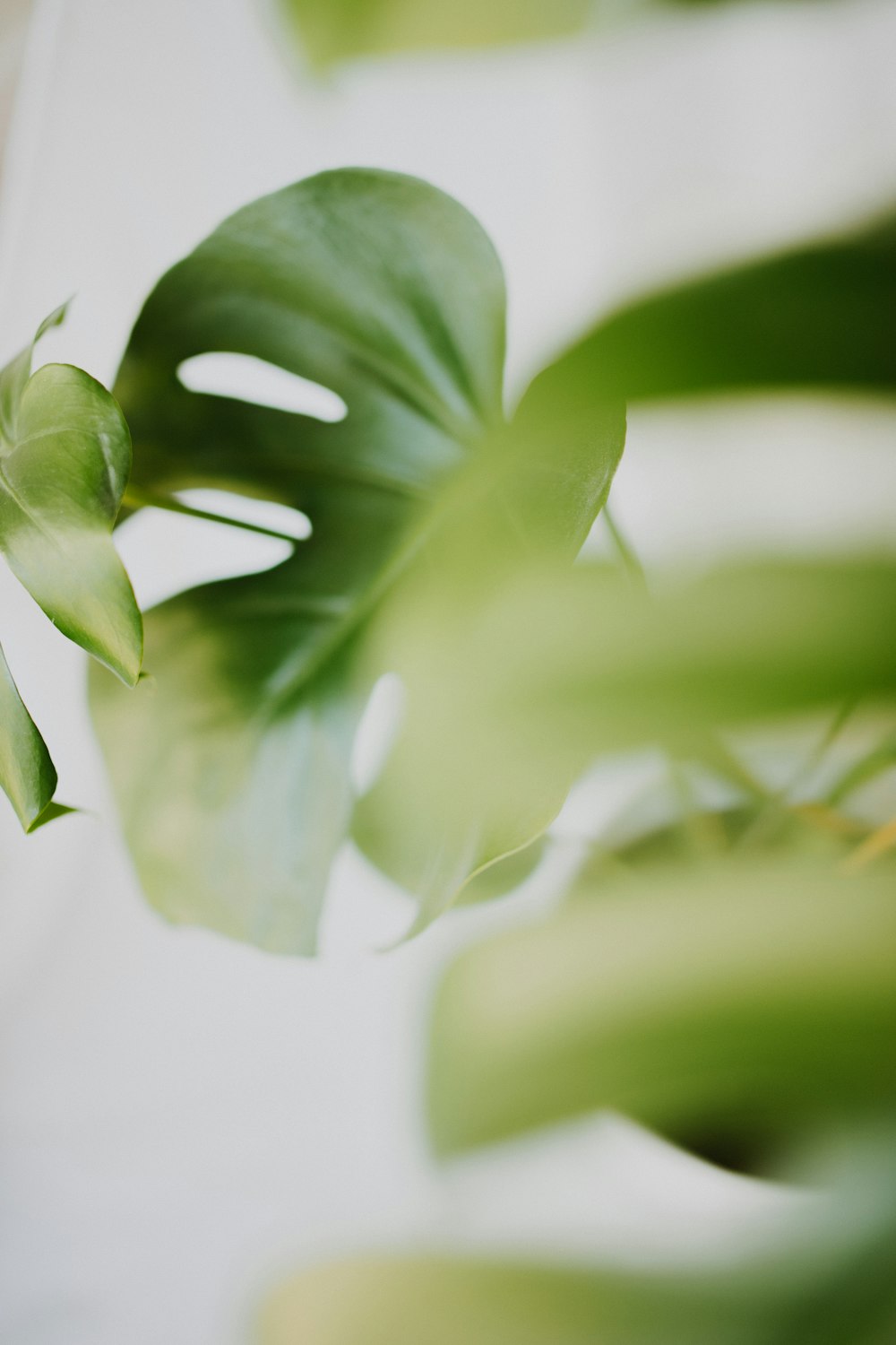 green leaf in close up photography