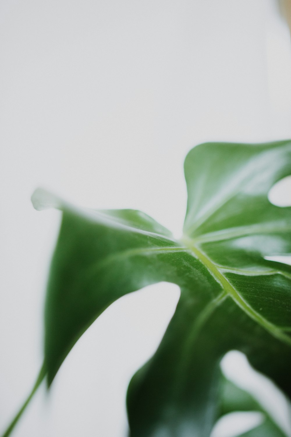 green leaf in close up photography