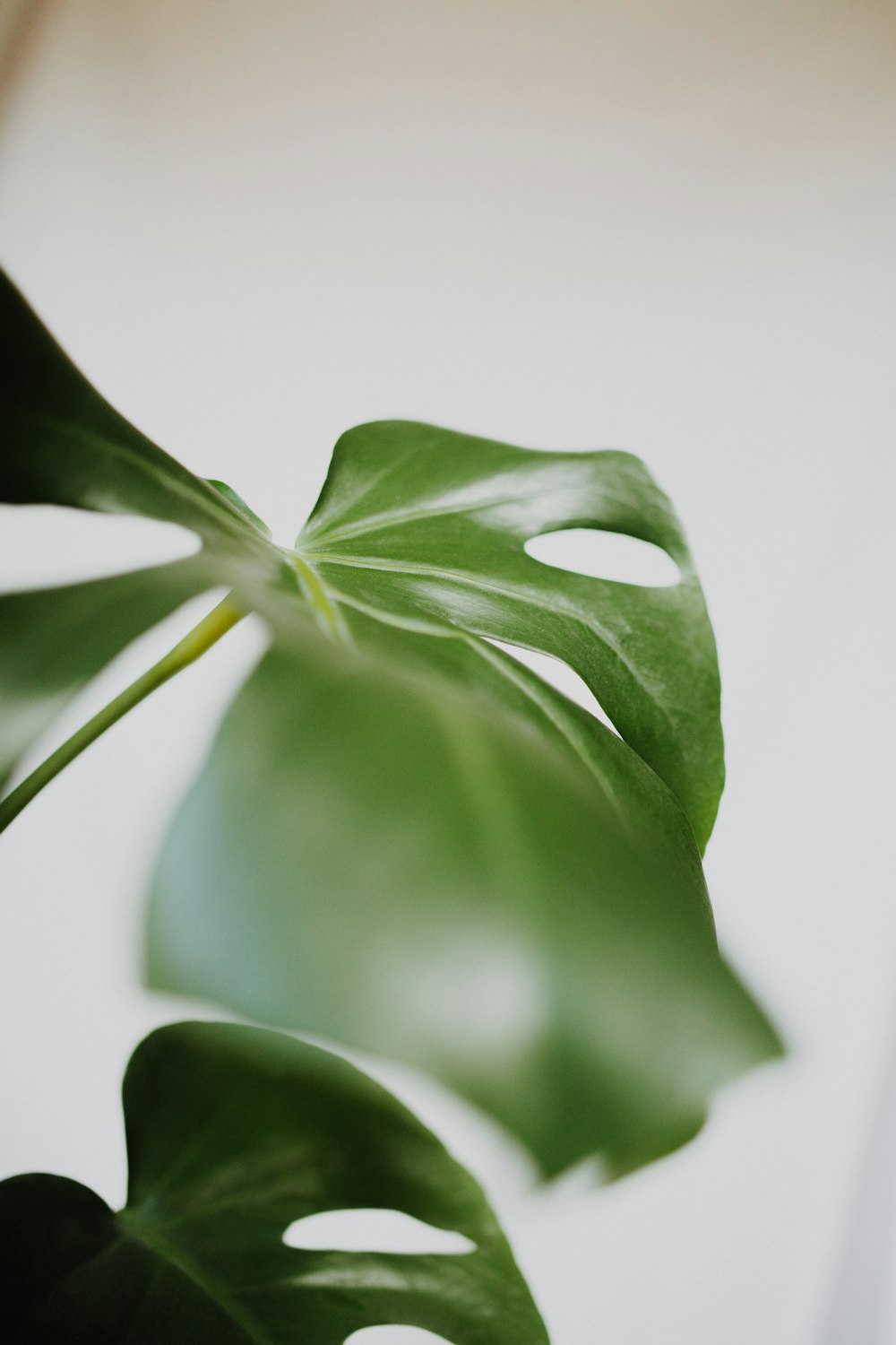 green leaf plant on white background