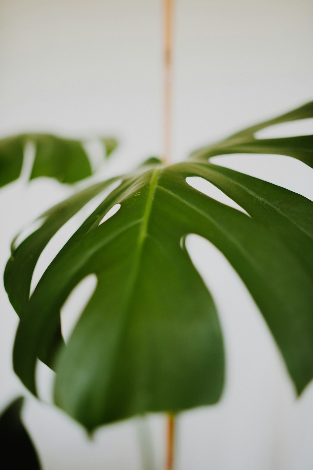 green leaf plant in close up photography