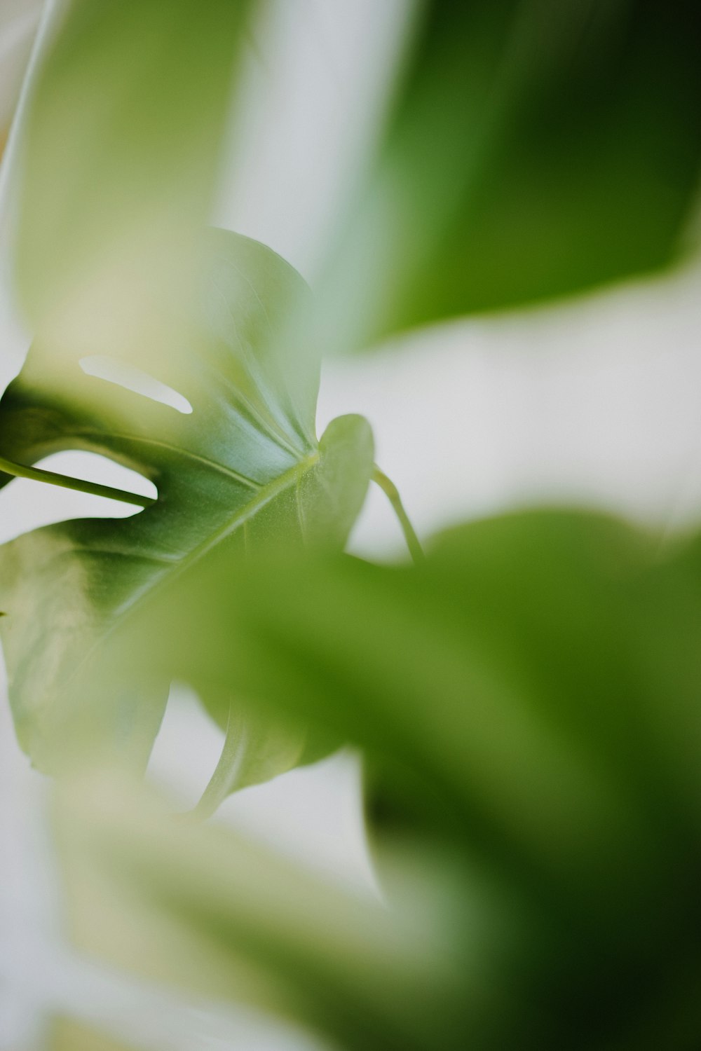 white and green flower bud