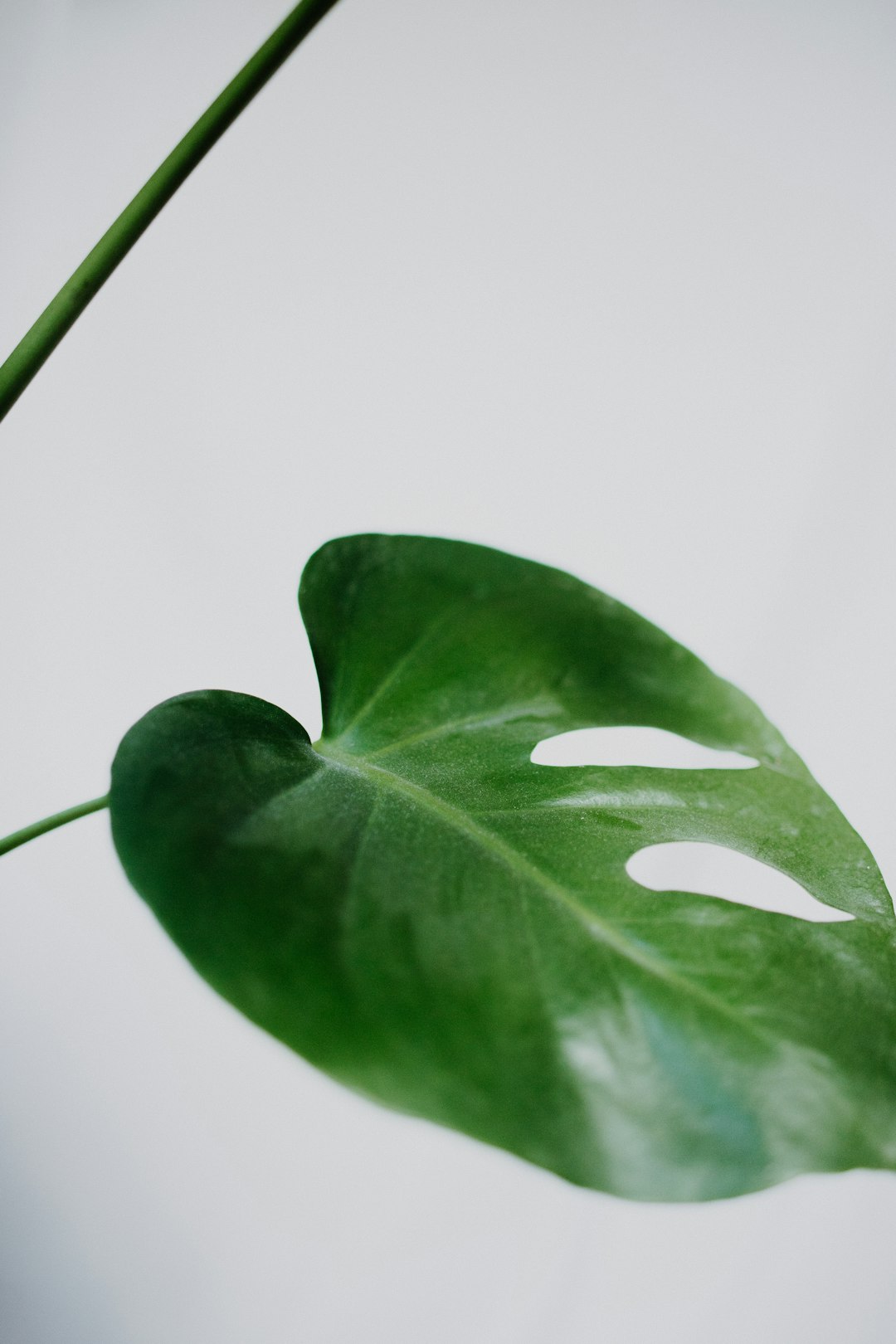 green leaf with water droplets