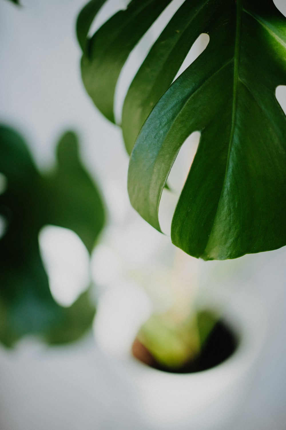 green leaves in tilt shift lens