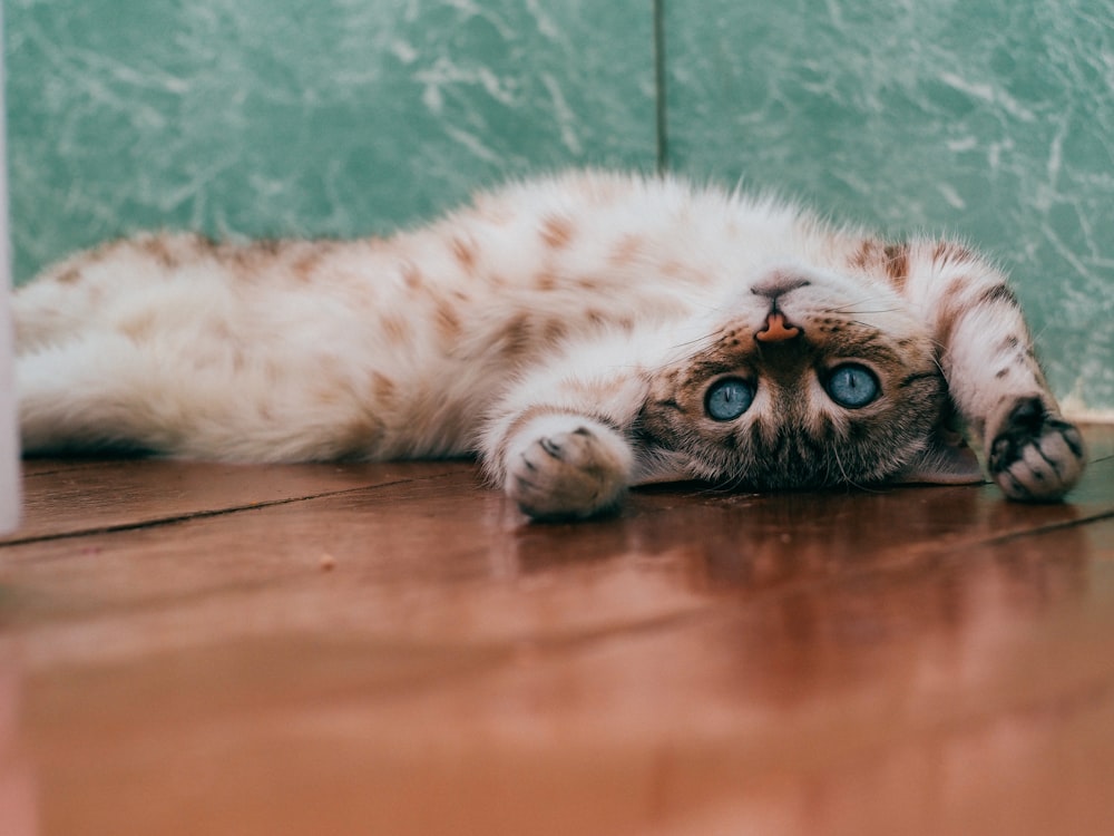 茶色の木製の床に横たわる白と茶色の猫