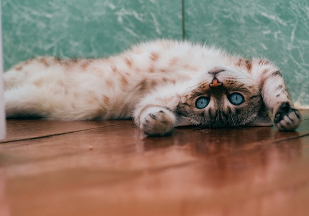 white and brown cat lying on brown wooden floor