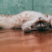 white and brown cat lying on brown wooden floor