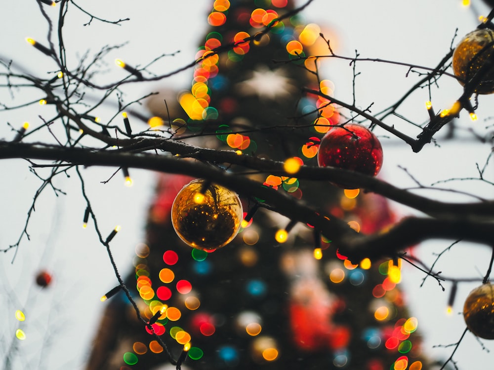 red and yellow christmas baubles on brown tree branch