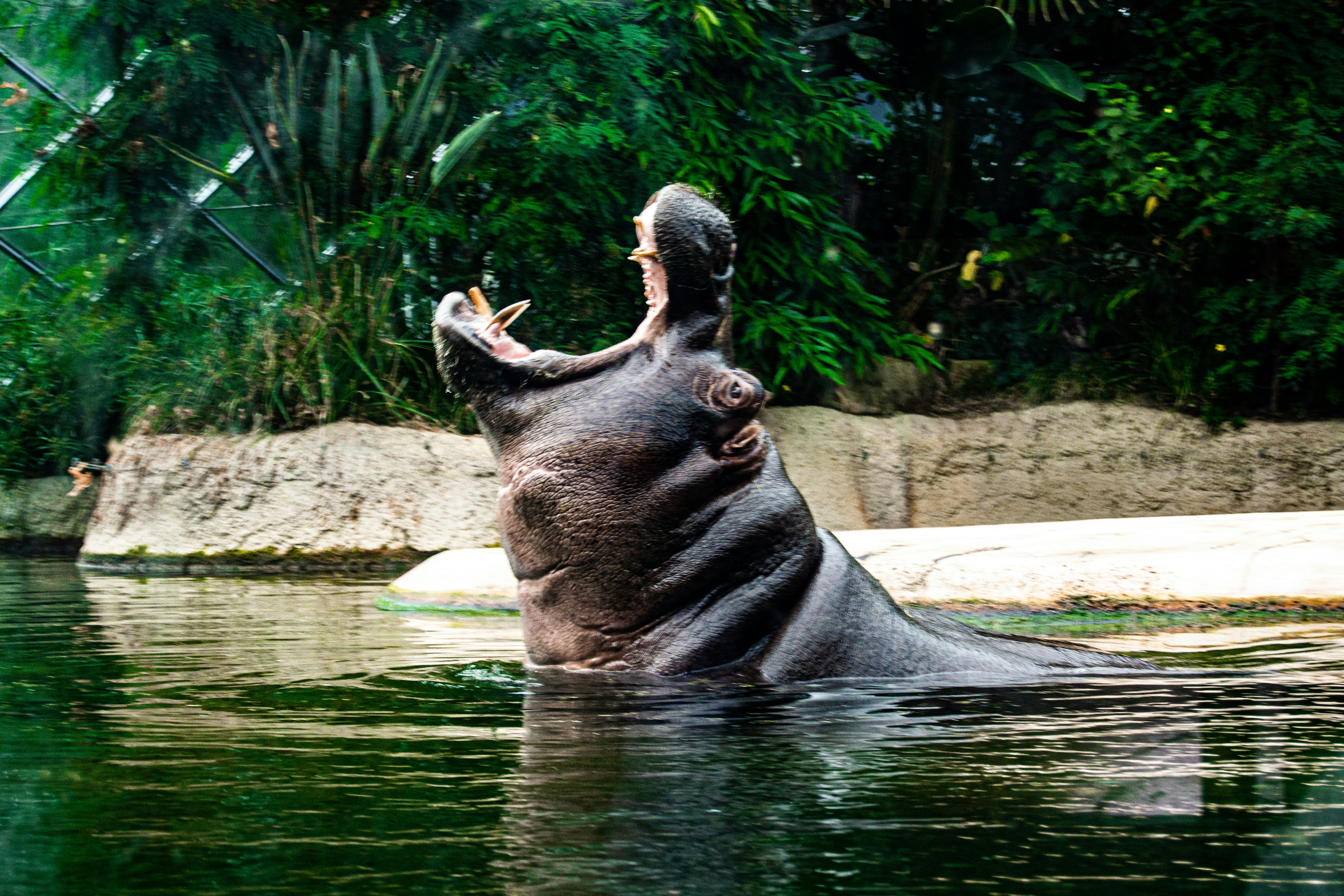 black seal on body of water during daytime, 