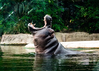 black seal on body of water during daytime