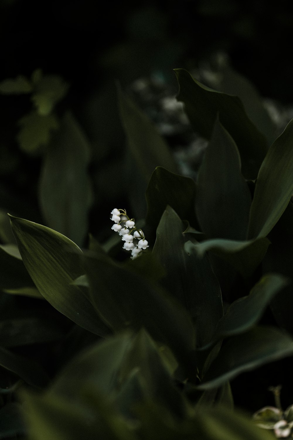 flor branca em folhas verdes