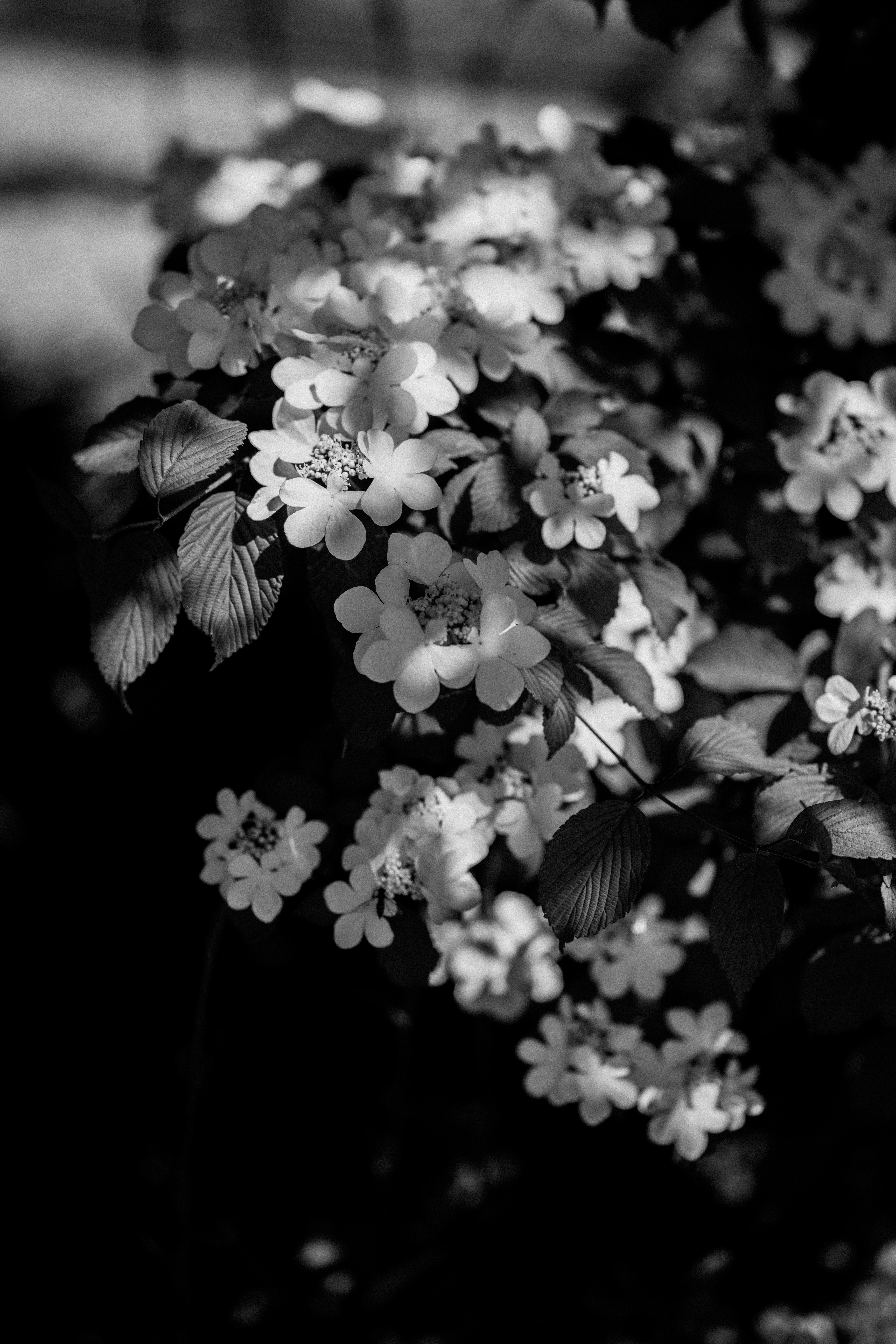Grayscale photo of white flowers photo – Free Flower Image on Unsplash, image size:3000x4500