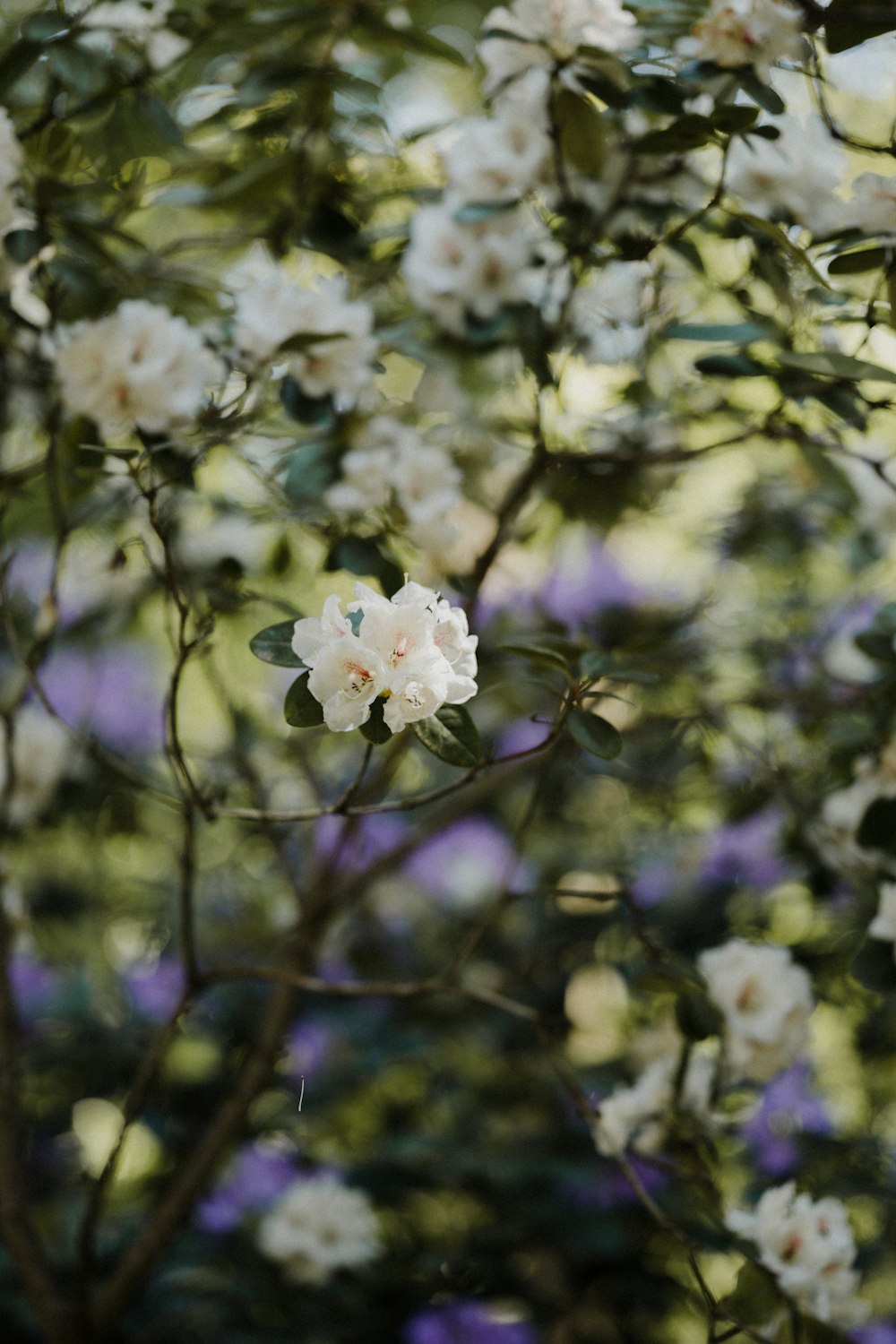 昼間に咲く白桜