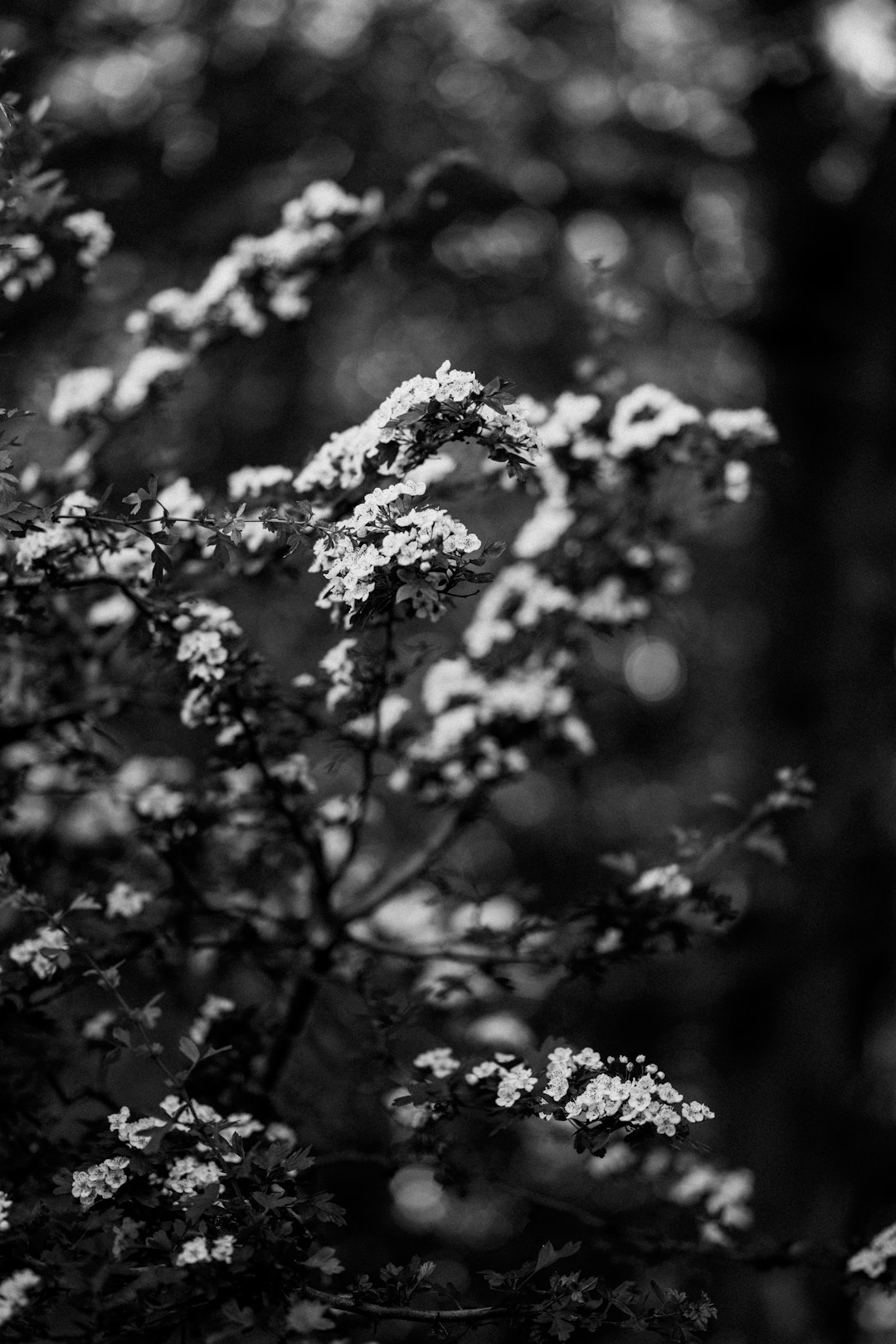 grayscale photo of flower in bloom