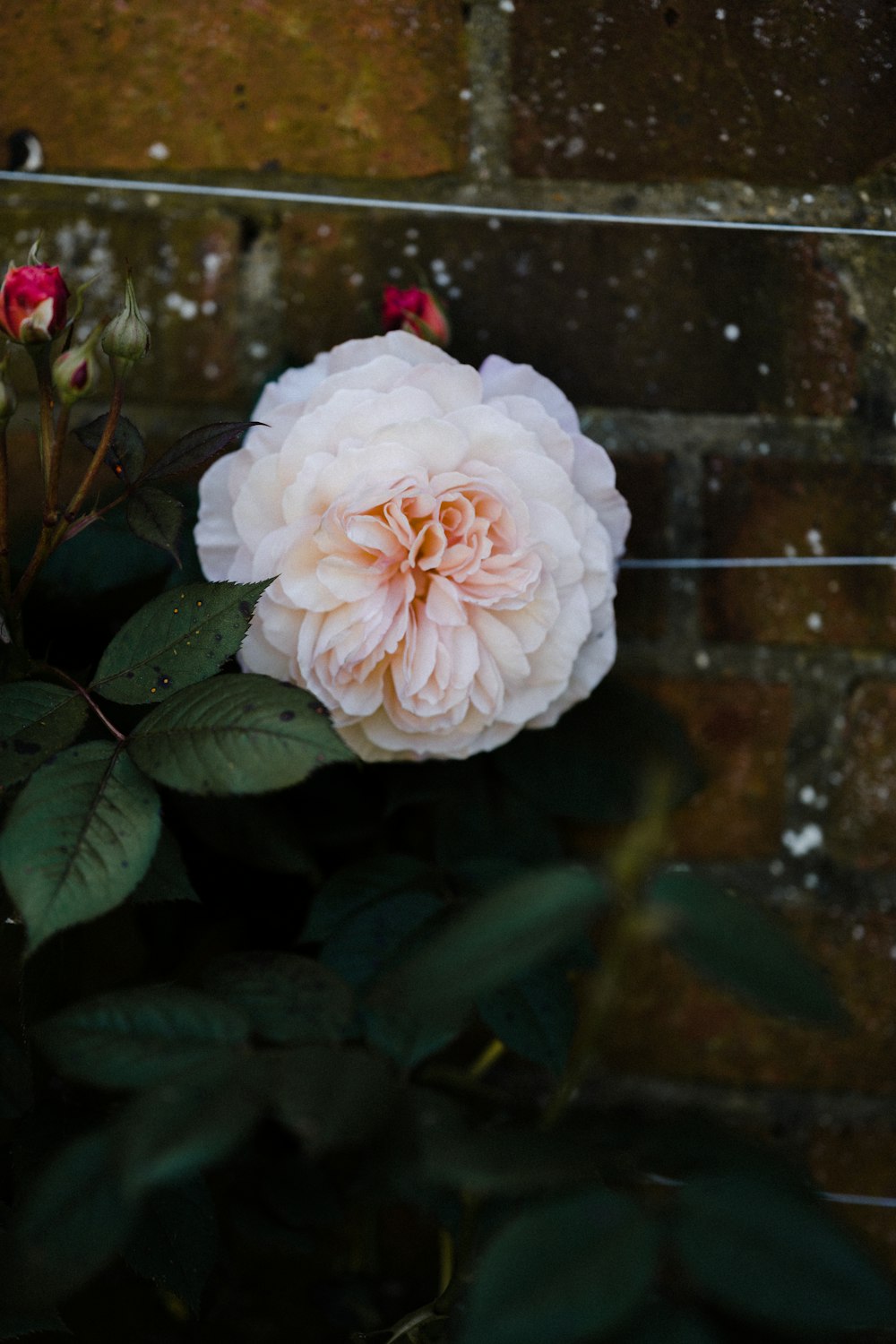 white flower with green leaves