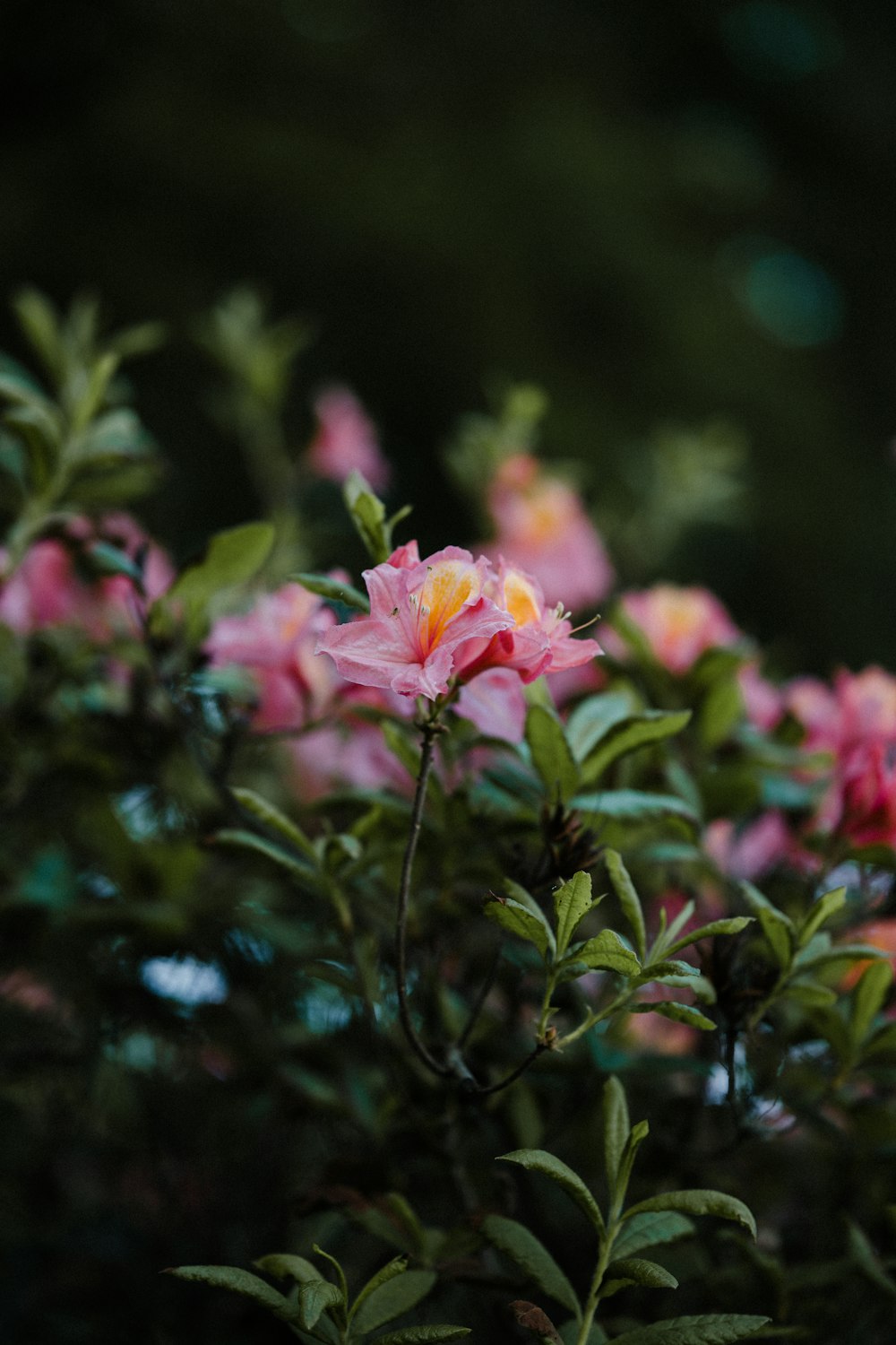 pink flower in tilt shift lens