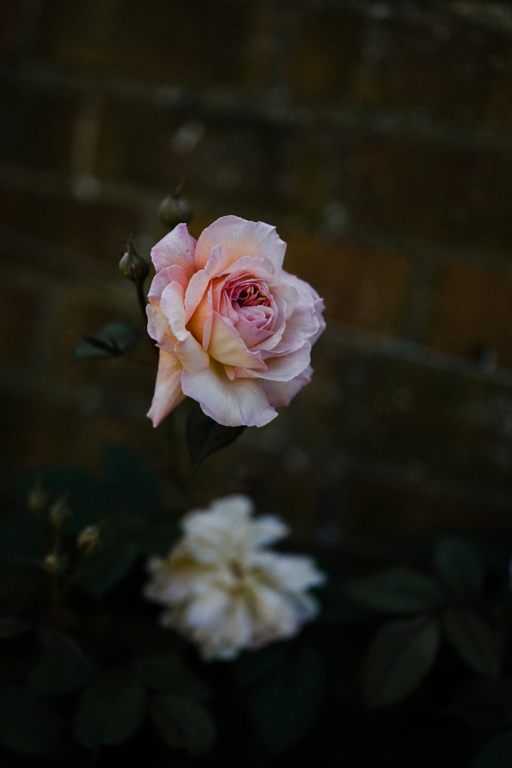 Rosa rosada en flor durante el día