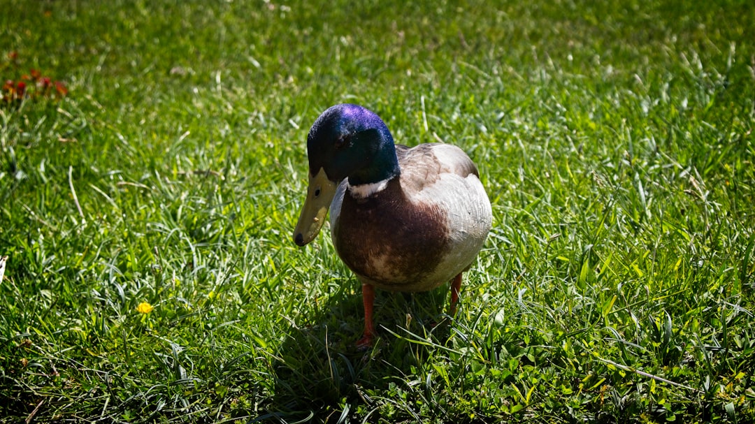 brown and blue duck on green grass field during daytime