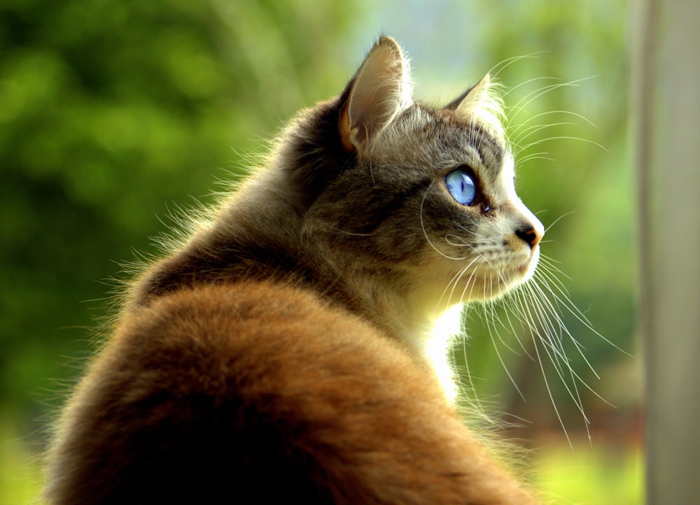 brown and white cat in close up photography