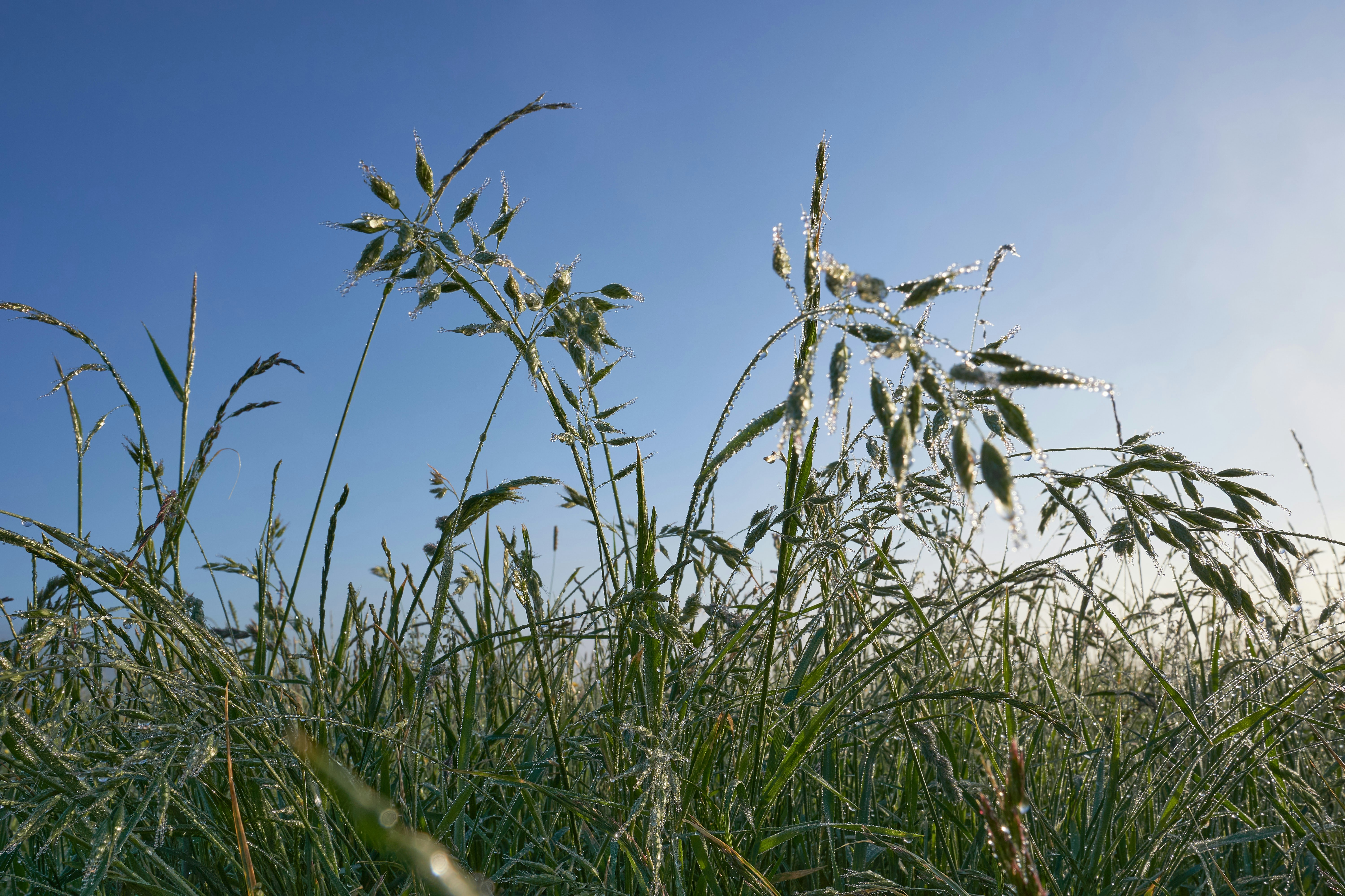 Photo by wolfgang_hasselmann