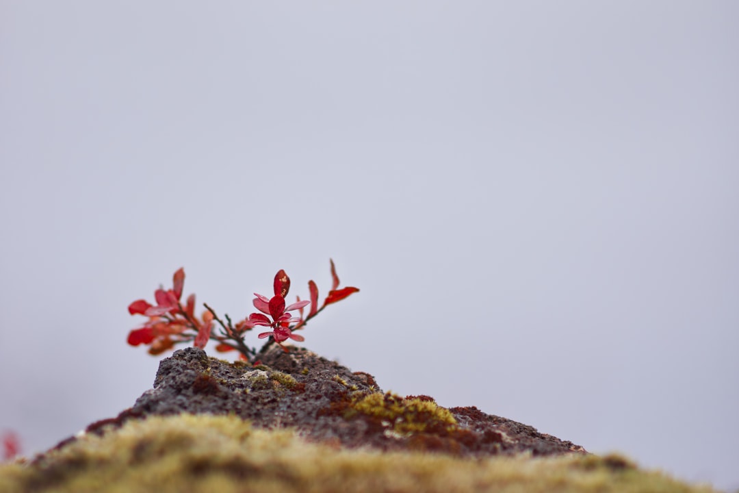 red flowers on brown rock