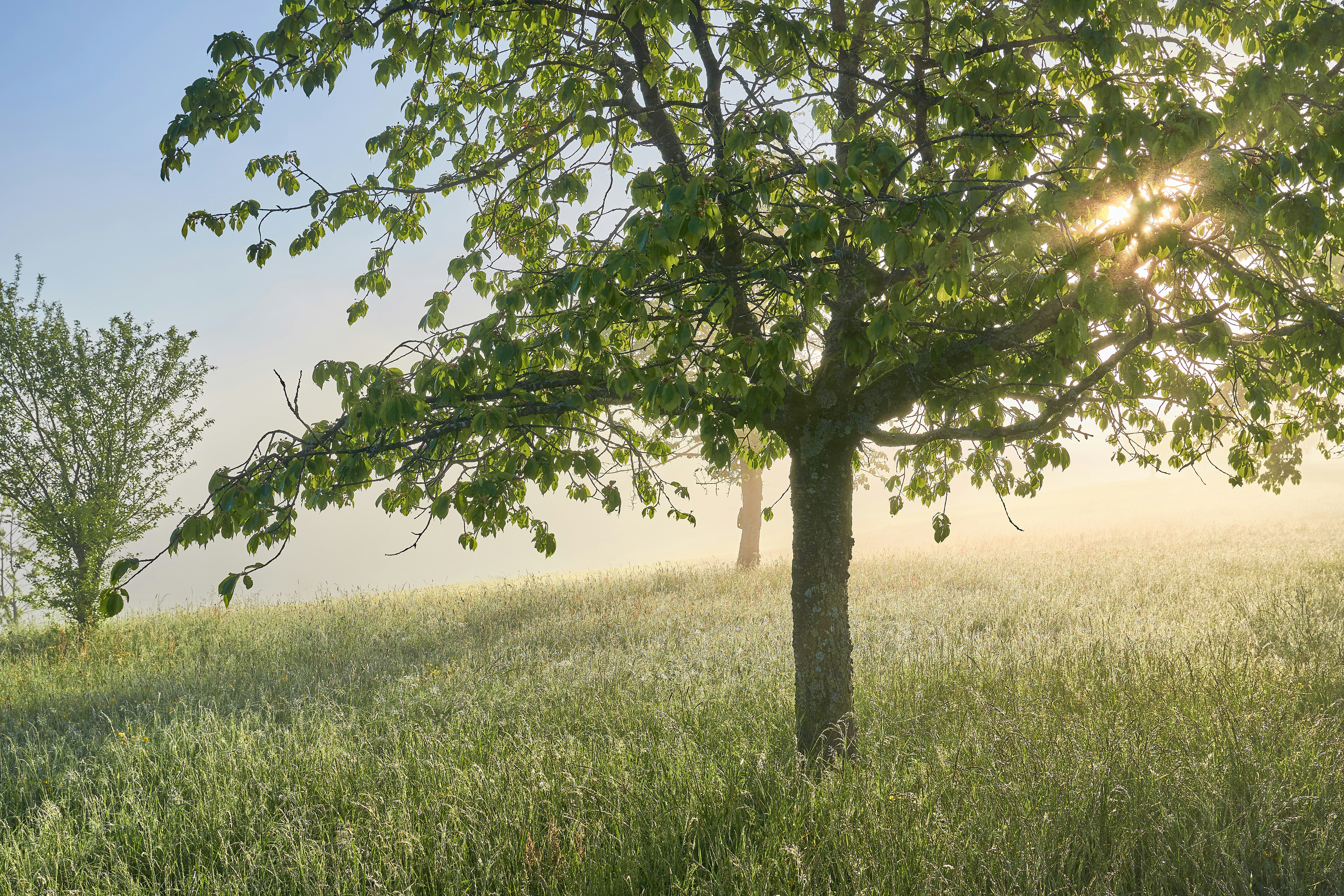 Photo by wolfgang_hasselmann