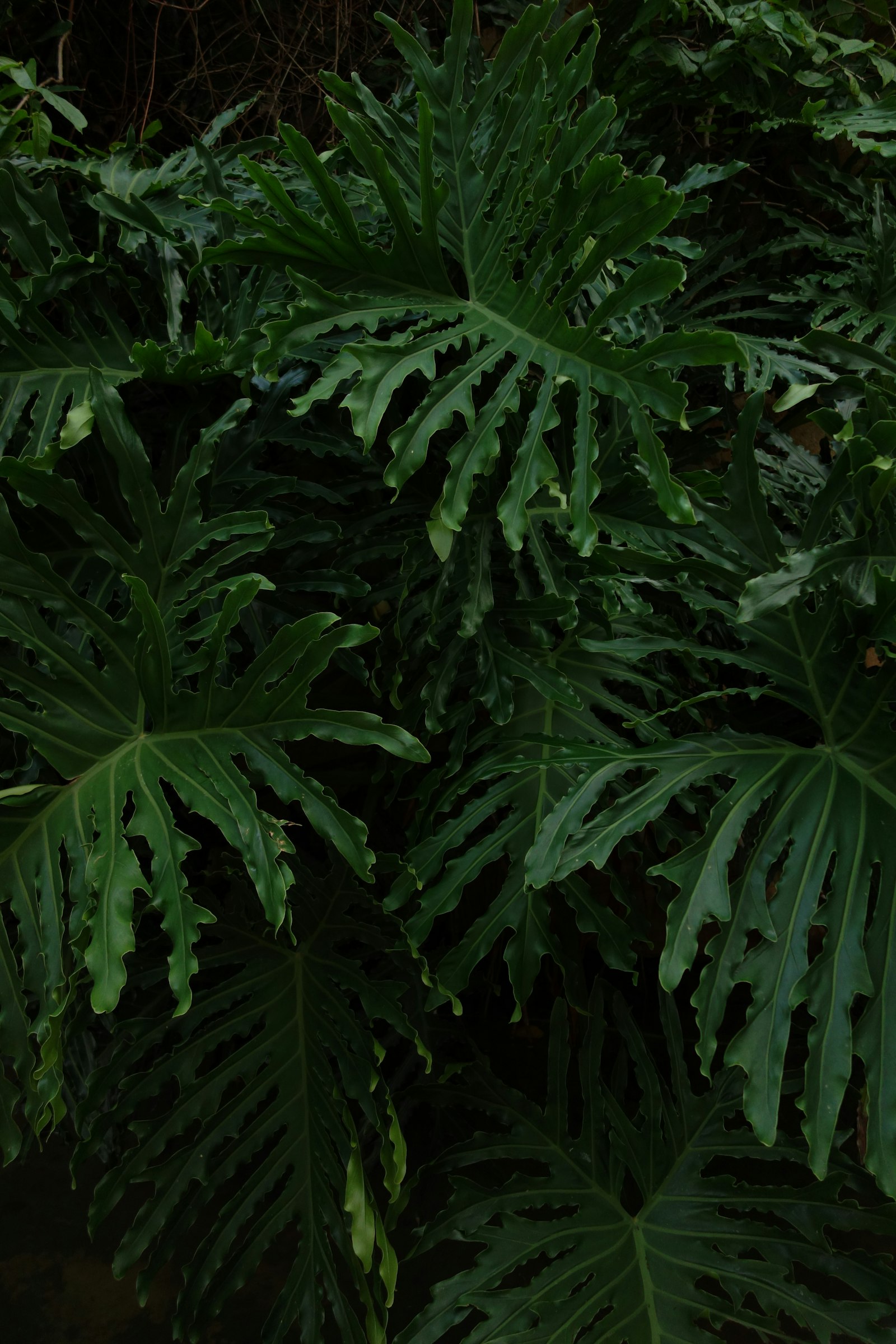 Sony 28-100mm F1.8-4.9 sample photo. Green leaves plant during photography