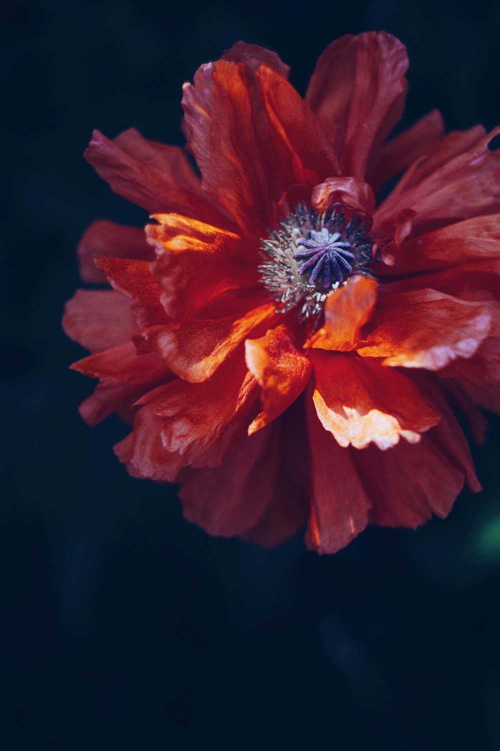 red flower in black background