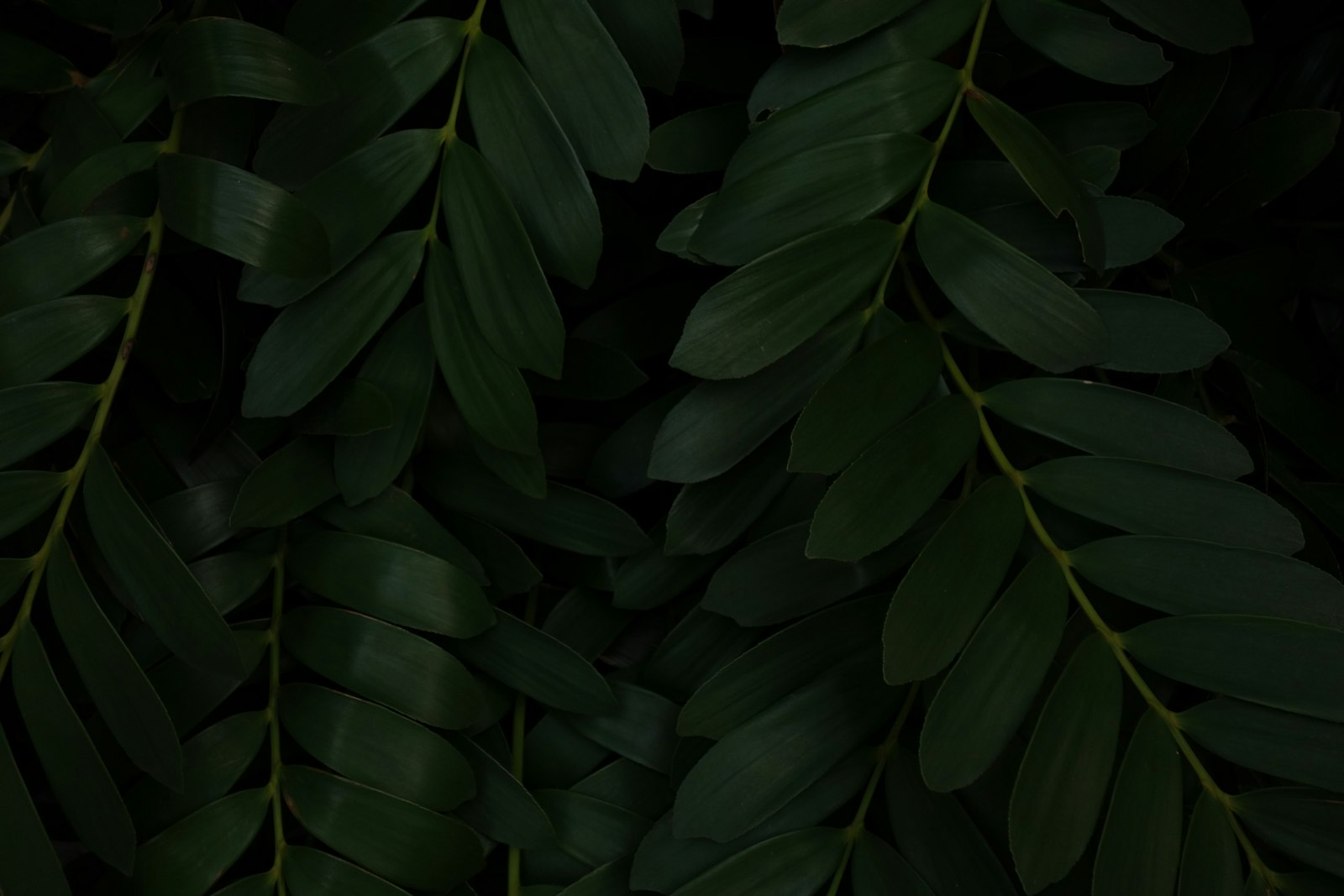 Sony 28-100mm F1.8-4.9 sample photo. Green leaves plant during photography