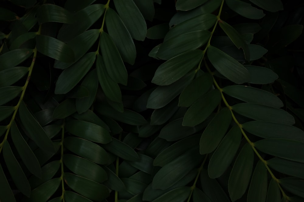 green leaves plant during daytime