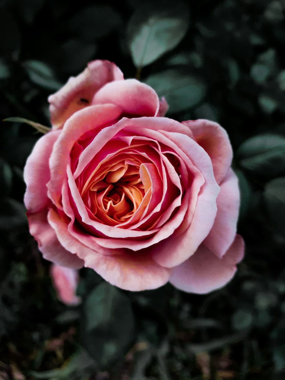 pink rose in bloom during daytime