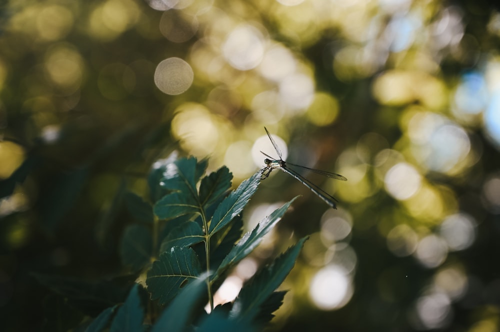 green leaf plant in tilt shift lens