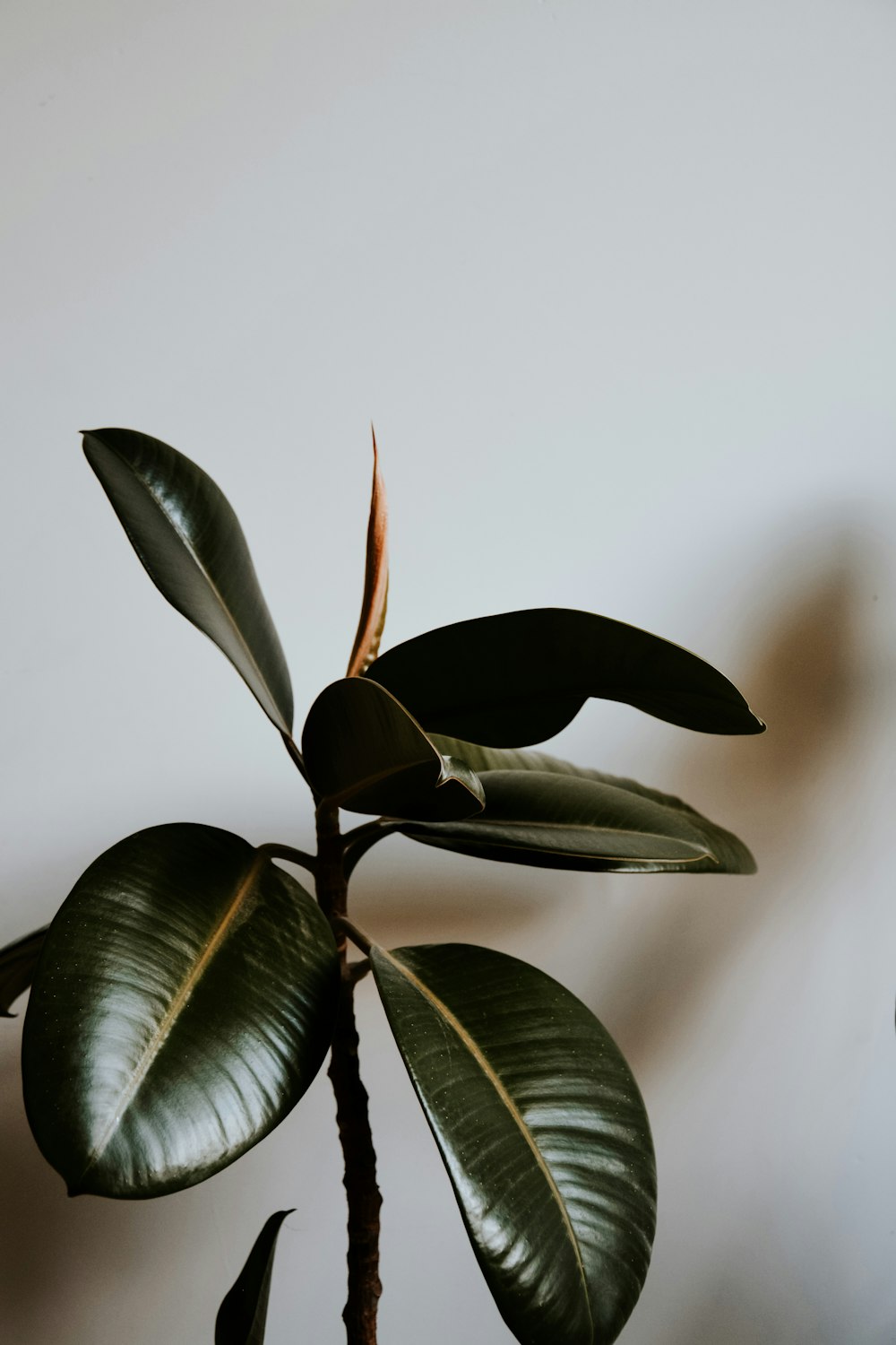 green plant in white background