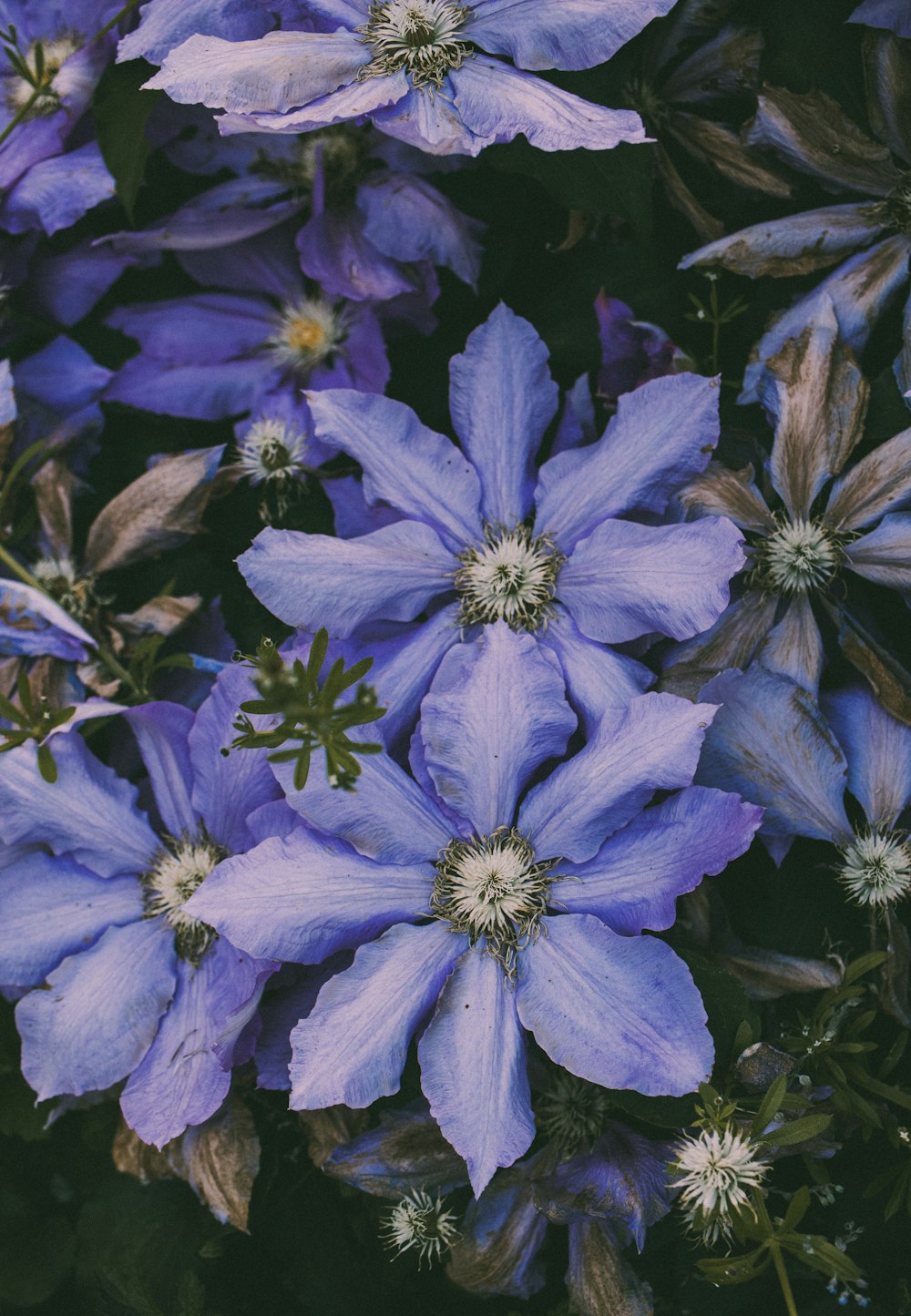 purple flower in close up photography