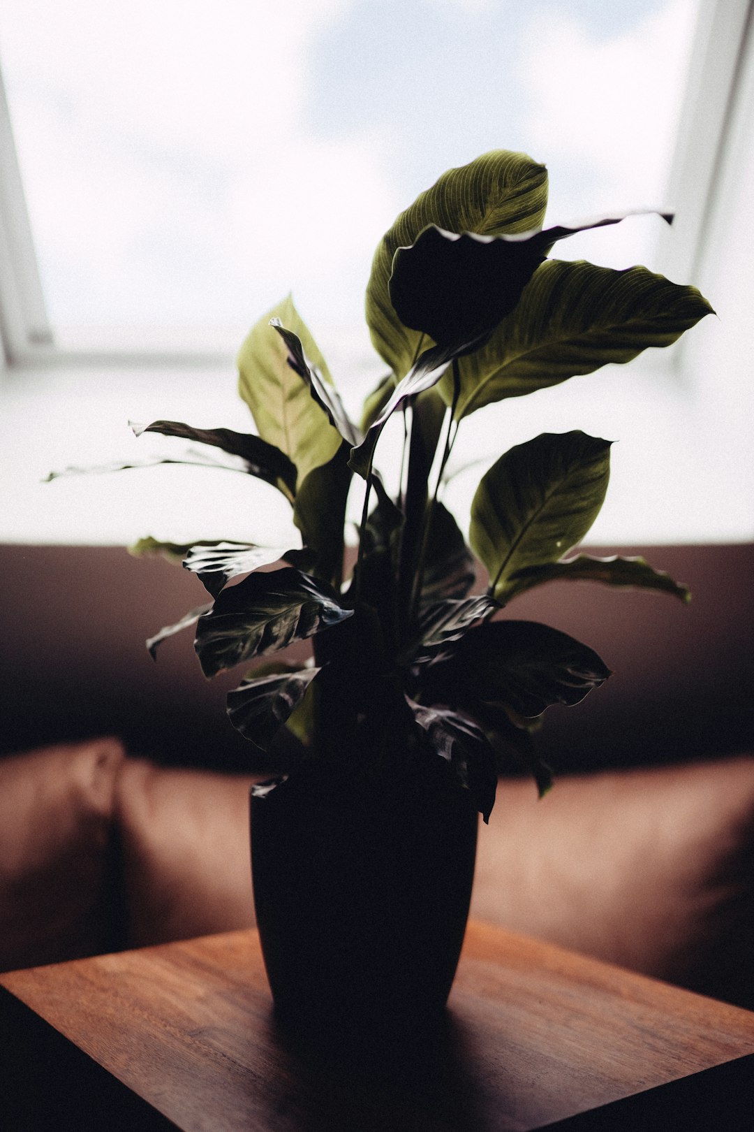 green plant on persons hand