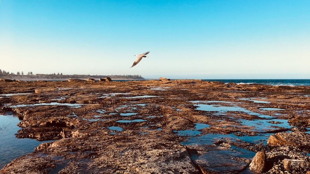 white bird flying over the sea during daytime