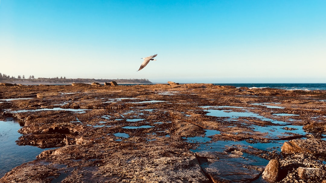 Shore photo spot Shelly Beach Bateau Bay NSW