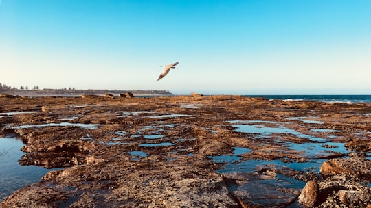 white bird flying over the sea during daytime in Shelly Beach Australia