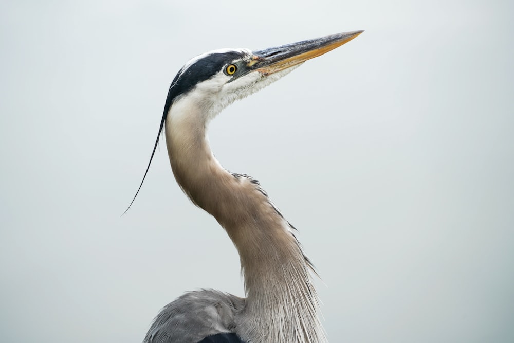 white and black bird in close up photography