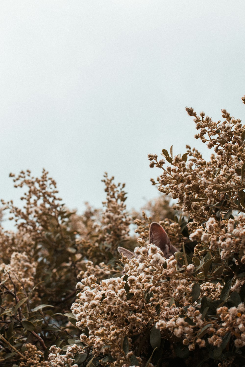 brown leaves on brown tree during daytime