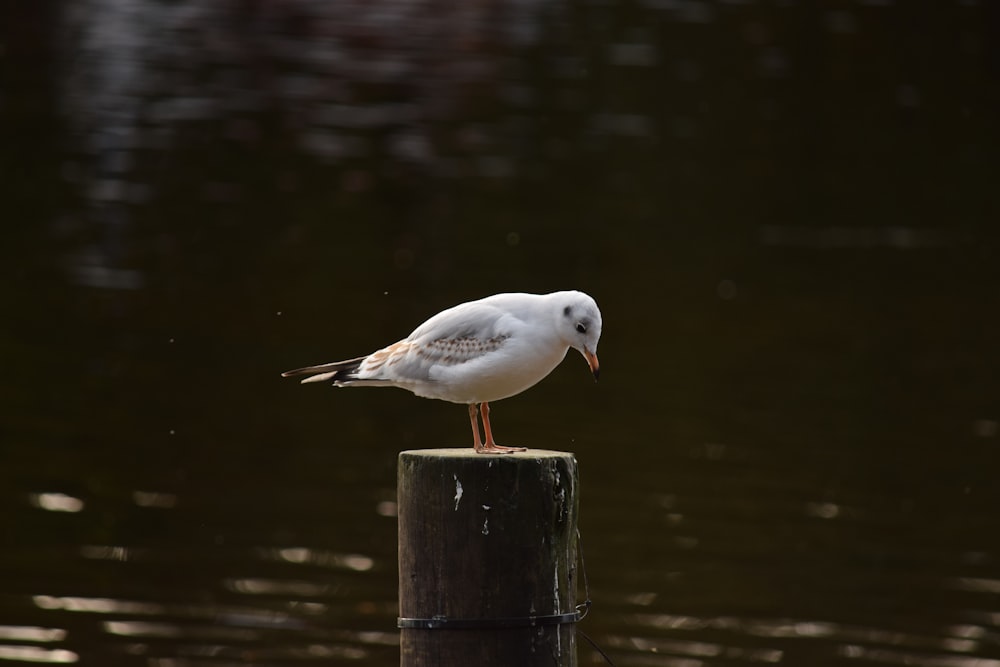 white and black bird on brown wooden post