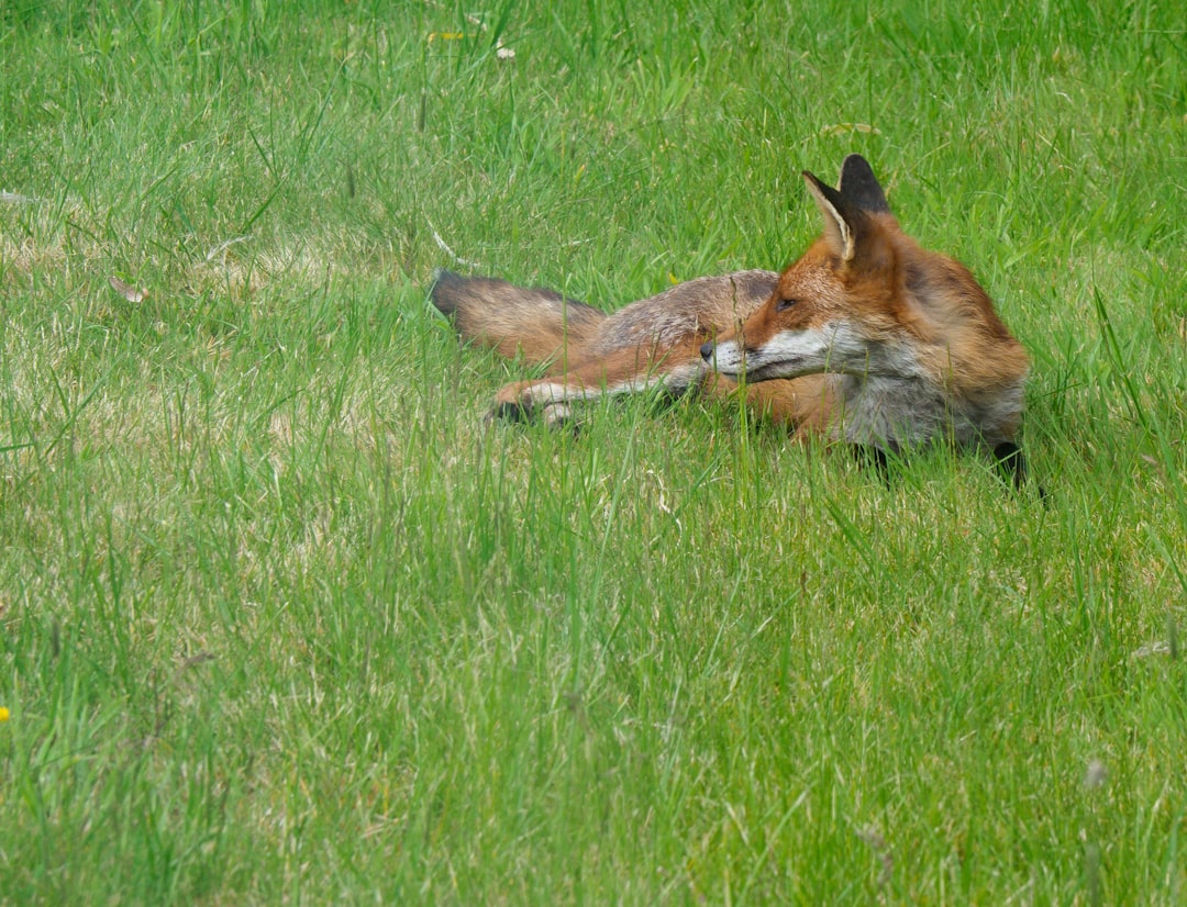 brown fox lying on green grass field during daytime