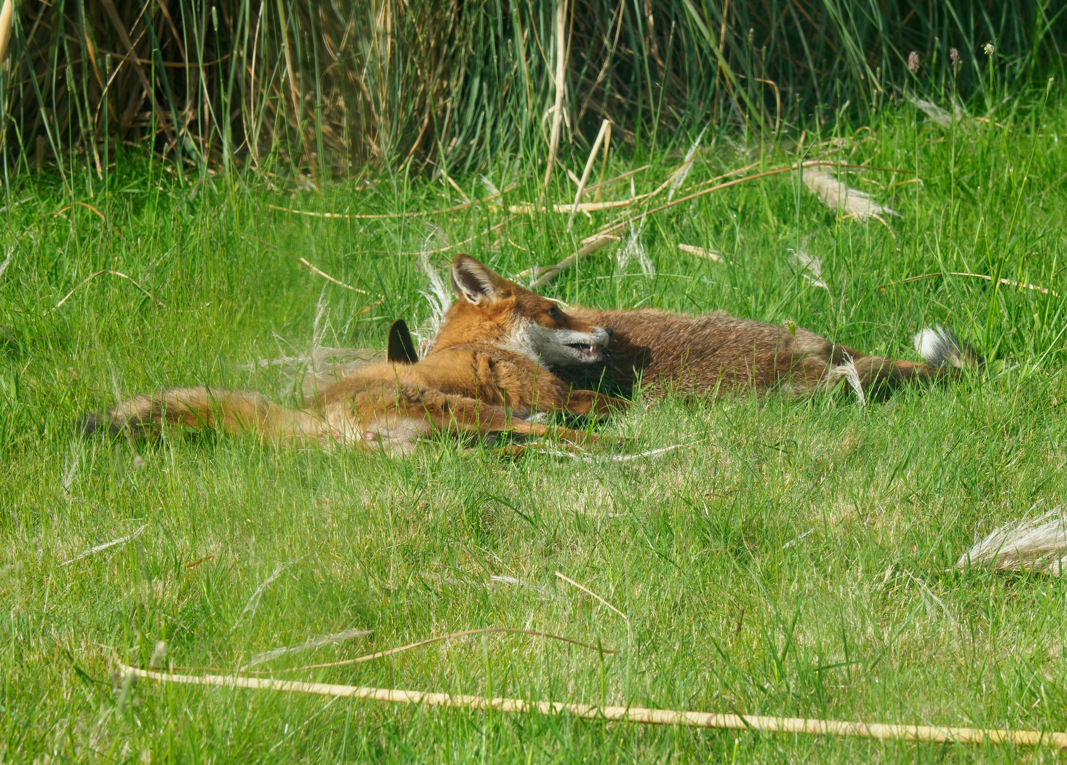 Photo by brett_jordan