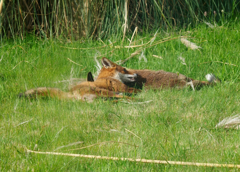 brown and black fox lying on green grass during daytime