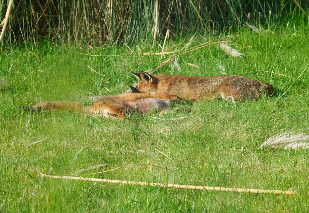 brown and black short coated animal on green grass during daytime