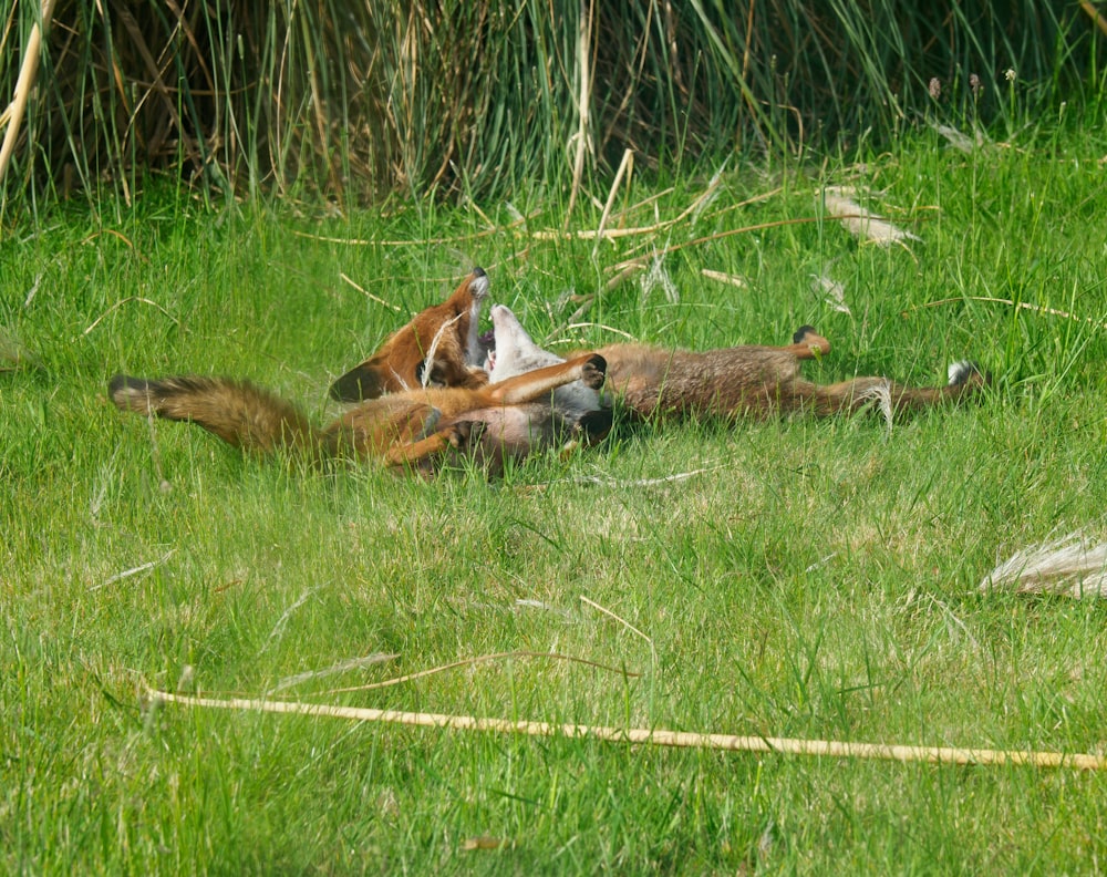 brown and white horse lying on green grass during daytime