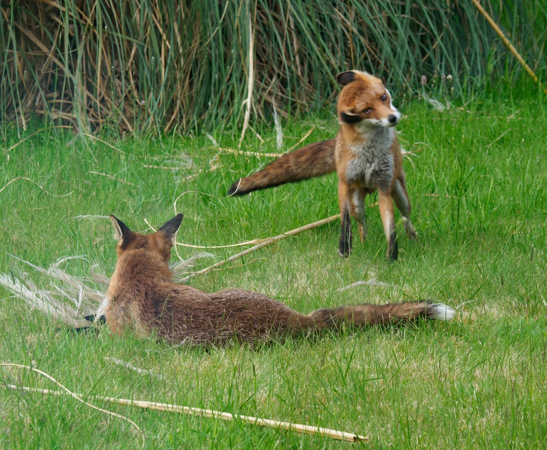 brown and white fox on green grass during daytime